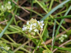 Cochlearia officinalis