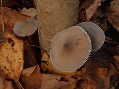 Mycena polygramma