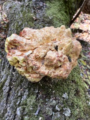 Laetiporus sulphureus