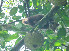Nasua nasua