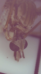Pterelachisus