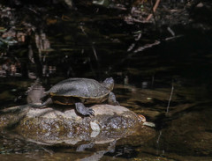 Actinemys marmorata pallida