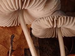 Mycena polygramma