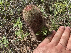 Mammillaria dioica dioica