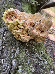 Laetiporus sulphureus