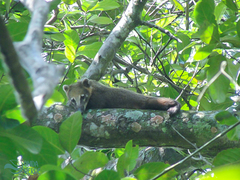 Nasua nasua