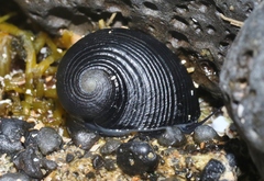 Nerita picea