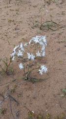 Zephyra elegans