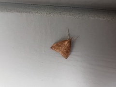Udea profundalis