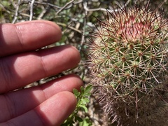 Mammillaria dioica dioica