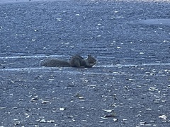 Otospermophilus beecheyi