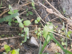 Pennatae
