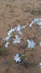 Zephyra elegans