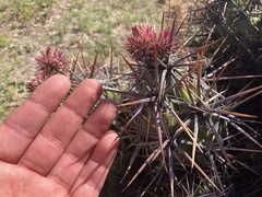Corynopuntia invicta