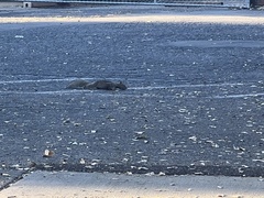 Otospermophilus beecheyi