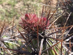 Corynopuntia invicta
