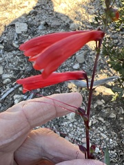 Penstemon eatonii
