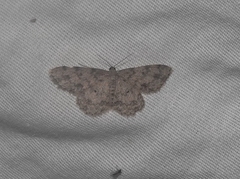 Scopula plantagenaria