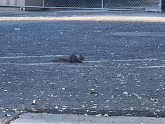 Otospermophilus beecheyi