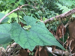 Zhangixalus prasinatus