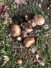 Agaricus bisporus