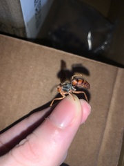 Tachypompilus ferrugineus