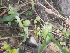 Pennatae