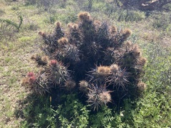 Corynopuntia invicta