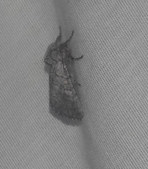 Pseudopanthea palata