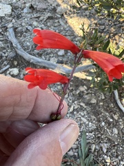 Penstemon eatonii