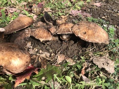 Agaricus bisporus