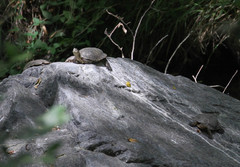 Actinemys marmorata pallida