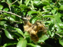 Pachyramphus castaneus