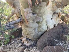 Pachycormus discolor