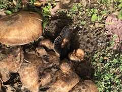 Agaricus bisporus