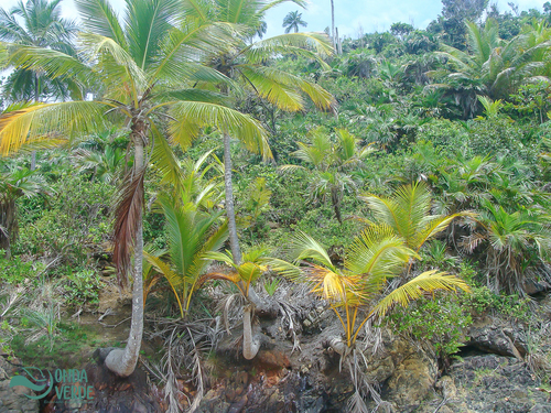 Cocos nucifera