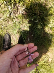 Polygala hottentotta