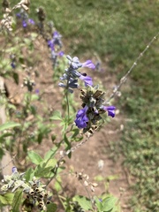 Salvia farinacea