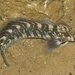 Zebra Blenny - Photo (c) James Bailey, some rights reserved (CC BY-NC), uploaded by James Bailey