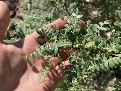 Pachycormus discolor