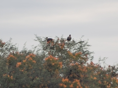 Caracara plancus cheriway