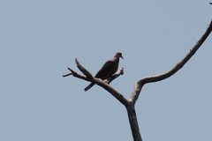 Streptopelia semitorquata