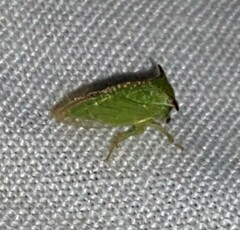 Stictocephala militaris