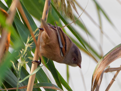 Panurus biarmicus