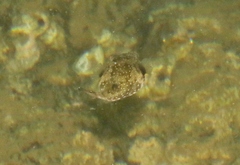 Arothron hispidus