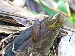 Blaberidae