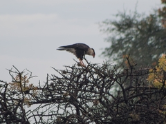 Caracara plancus cheriway