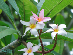 Plumeria