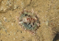 Monetaria caputophidii