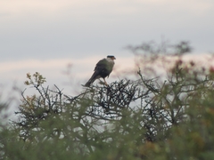 Caracara plancus cheriway